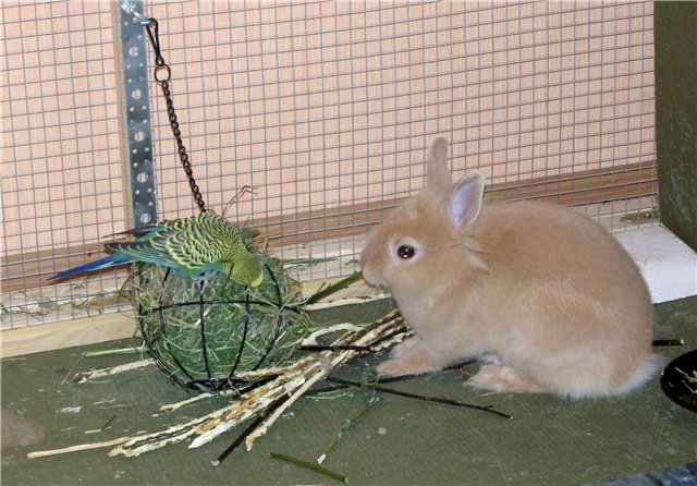 Мои любимые свинтусы Арлекин, Домино, Кёрли и Кума (фото 8)