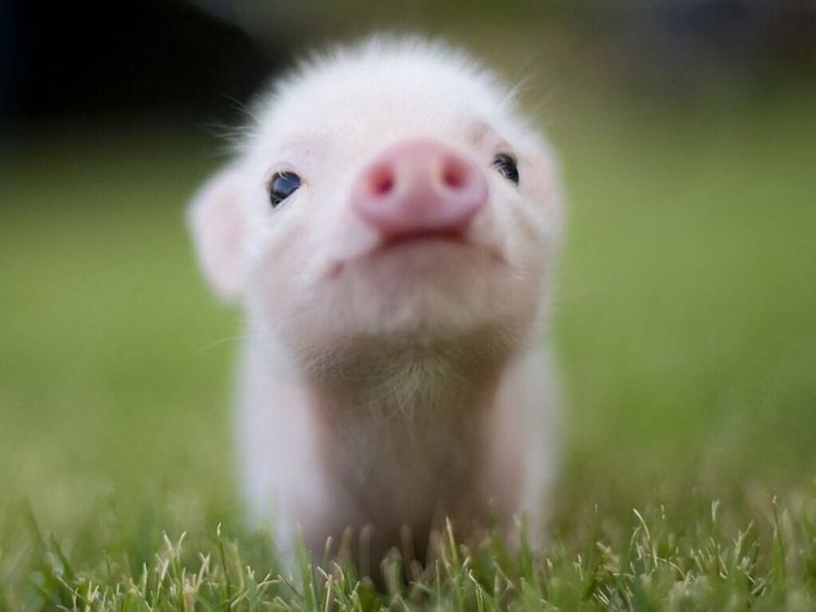 Тем, кто любит поросят)) Поросенок Грук от Nefer Kane (фото 2)