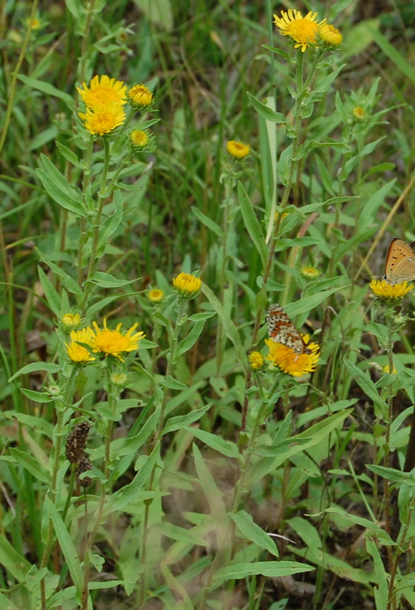 Воспоминание о лете. Джоанна от Susi Eimer (фото 4)