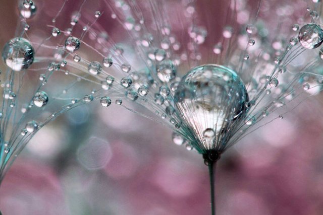 Капелька :) — Интересное и необычное: фотоподборки