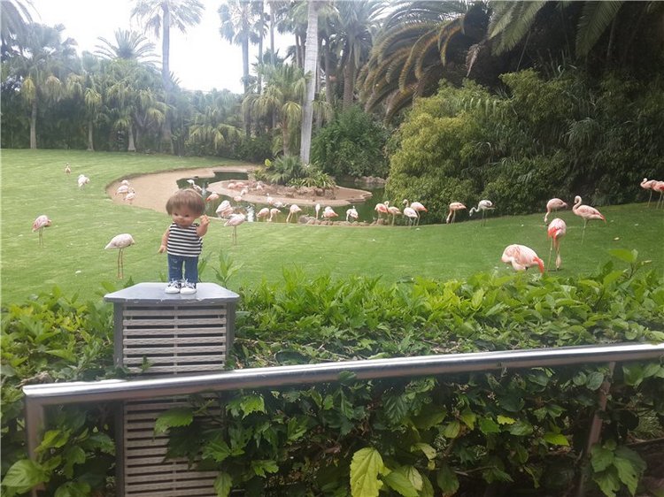 Испания. Тенерфе. Часть 2. Лоро парк (фото 6)