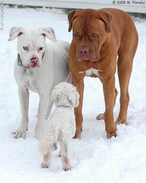 Если вы хотите завести собаку