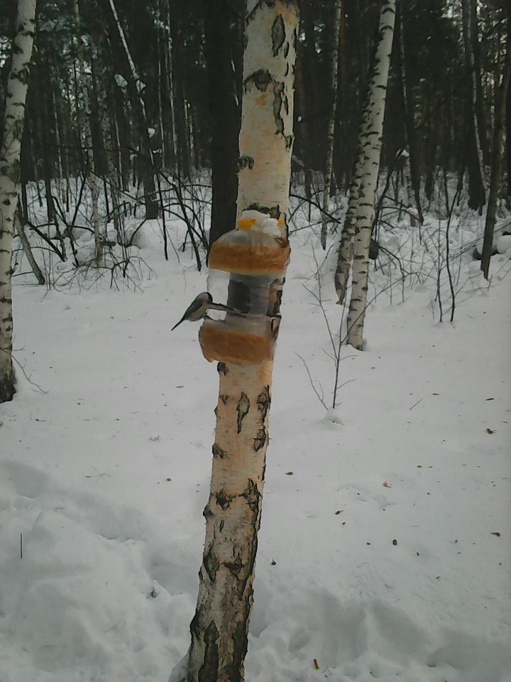 Интересное наблюдение за птицами у кормушки