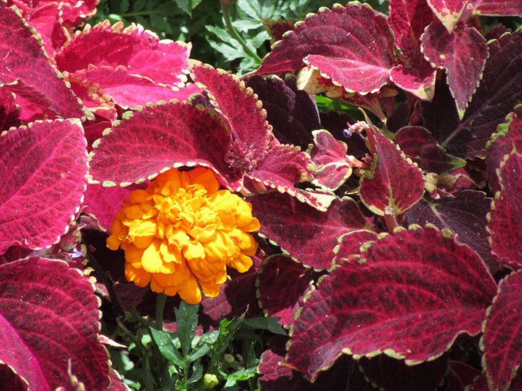 По дороге летним днём Магдалена шла с чепцом