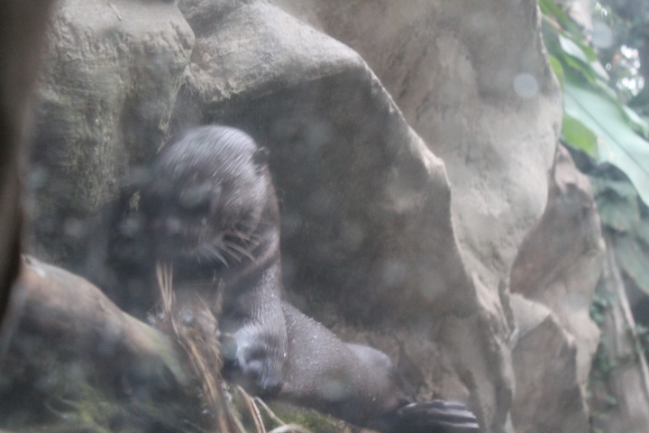 По Германии: зоопарк Лейпцига, часть 2