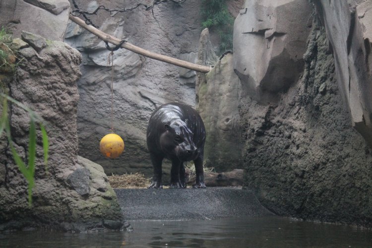 По Германии: зоопарк Лейпцига, часть 2