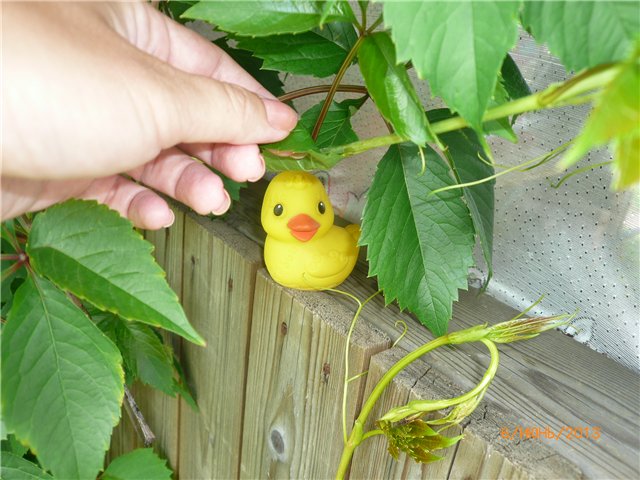 Мои позитивчики — Домашние коллекции кукол: фото собраний