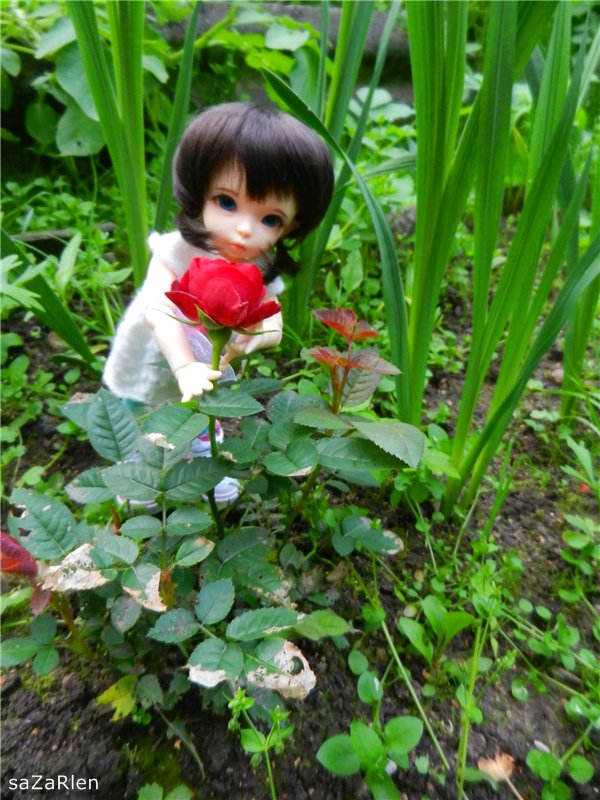 Варвара путешевственница (Литтлфи Анте) (фото 6)