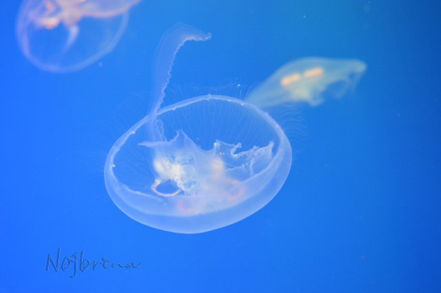 Питер - самый лучший город на земле! Вихтель Rosemarie Anna Muller
