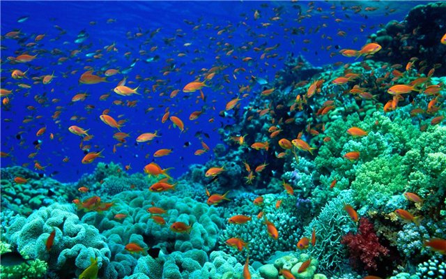 Русалочка (по мотивам сказки Ганса Христиана Андерсена) (фото 5)