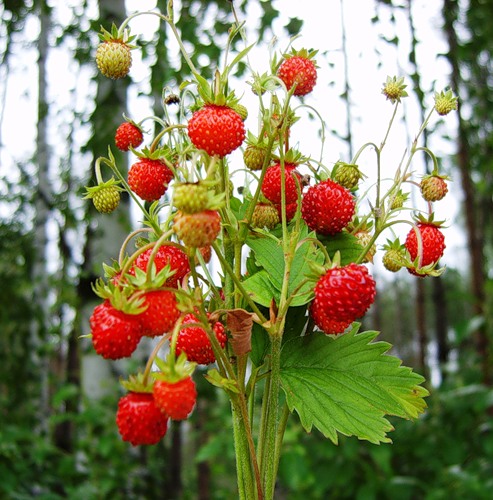 Летние костюмчики для маленьких модниц (фото 2)