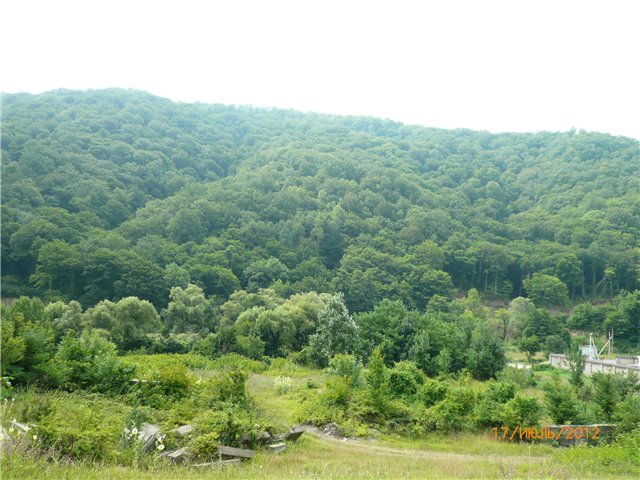 Сосенка Пин. Отпуск — Разные куклы BJD (БЖД): редкие бренды