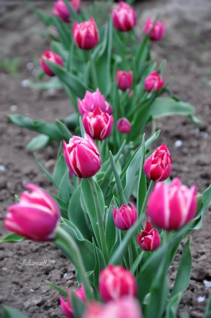 "Первый майский день..." Оливия от Helen KISH