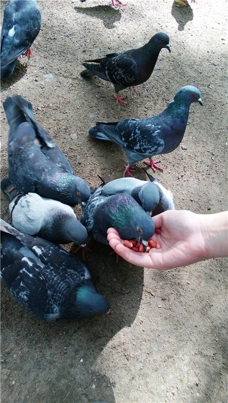 Слышу, как бьётся сердце улитки… (Марта от Connie Lowe в Петергофе) (фото 5)