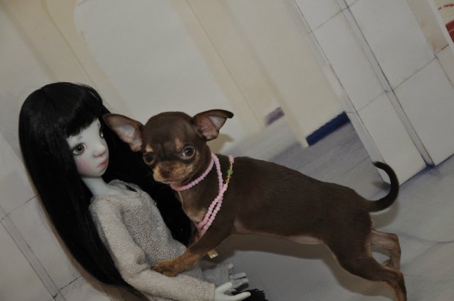 Моя первая СД от Кайе Виггз - Тобушка. Серая по скину, но такая яркая в жизни