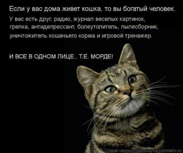 «Мяу» особого назначения или Весенняя кошкотерапия