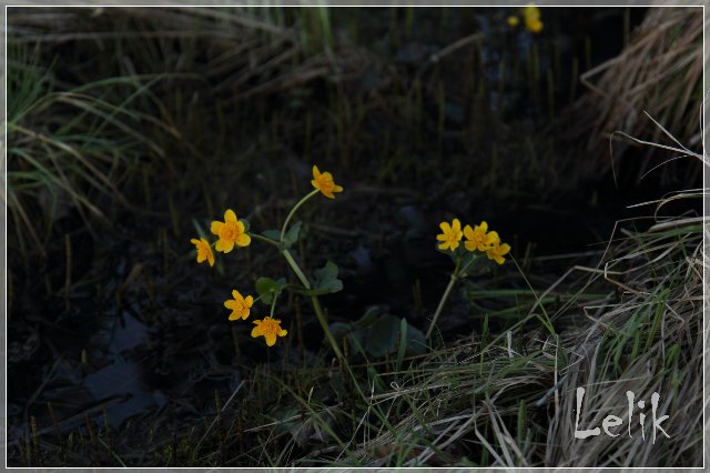 На пути к солнцу, Tamarah от Goke Grobben
