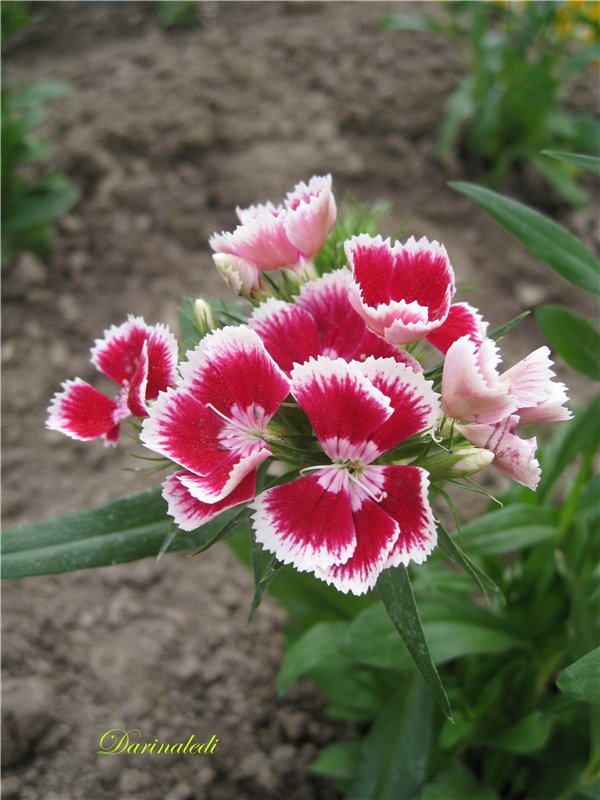 Открытие дачного сезона. Натали кукла Galoob Baby Face (фото 4)