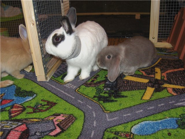 Мои любимые свинтусы Арлекин, Домино, Кёрли и Кума