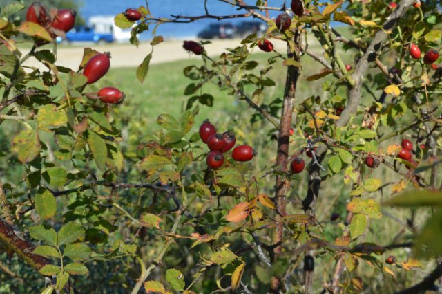 Бабье лето... Кукла Саша Sasha Doll Gingham (фото 2)
