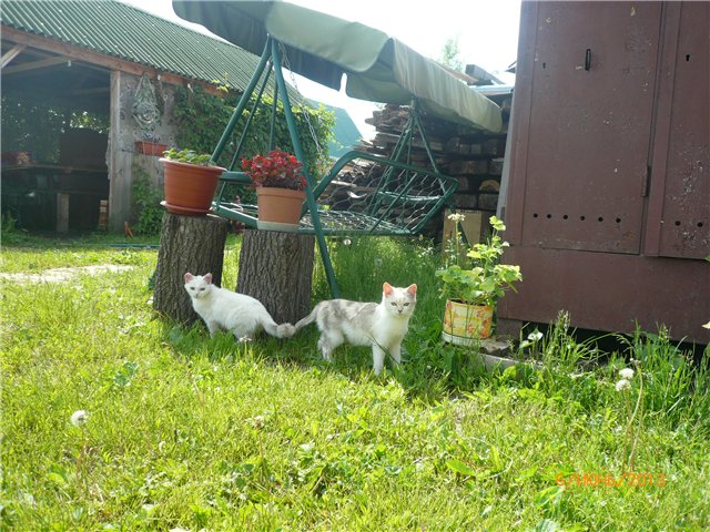 Мои позитивчики — Домашние коллекции кукол: фото собраний