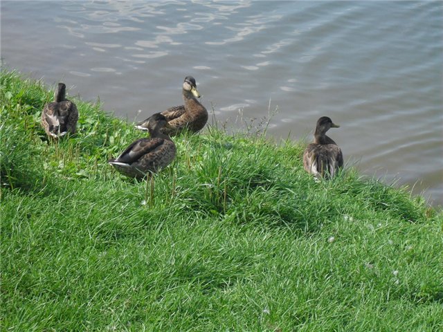 Мои мальчики гуляют. Куклы Munecas Arias, Paola Reina. Москва, Ясенево (фото 7)