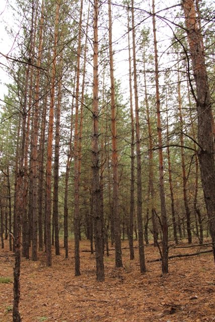 По грибы. Бузулукский бор (фото 3)