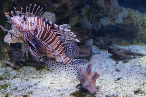 Воронежский океанариум — Туризм и путешествия: фотоотчеты из поездок