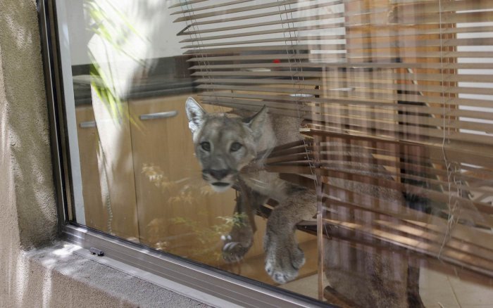 Наши любимые животные — Болталка и разговоры обо всем: жизнь (фото 5)