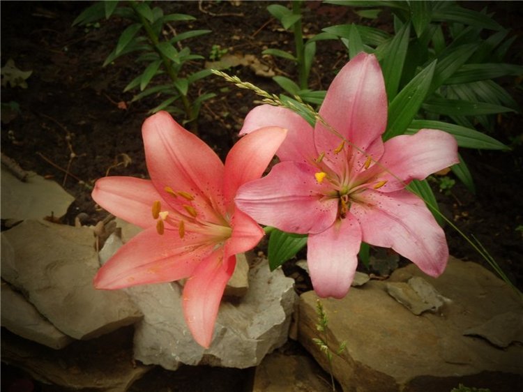 Лесная сказка или Варварка на Нугуше