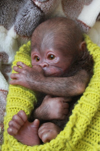 Обезьянка Bindi кукла реборн Элины Кудрявцевой (фото 9)