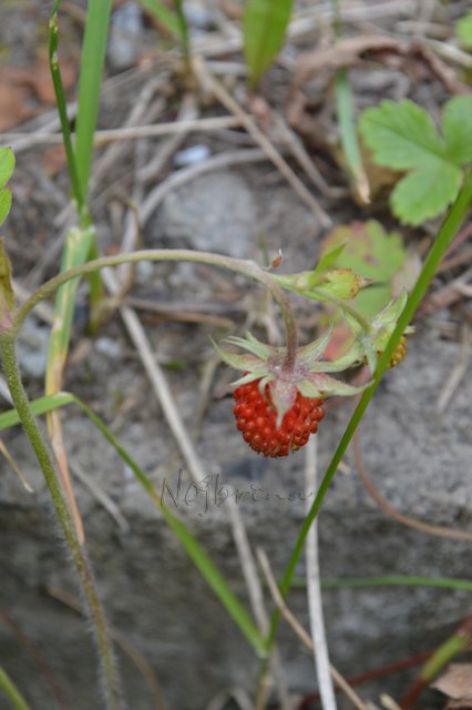 Одну ягодку беру, на другую смотрю, третью примечаю... Мона от Schildkroet (фото 7)