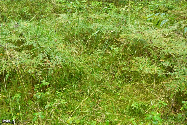 Осенняя сказка. Часть 3(заключительная). PukiFee Ante Ариэтти, PukiFee Bonnie Ариэль | Бэйбики Осенняя сказка. Часть 3(заключительная). PukiFee Ante Ариэтти, PukiFee Bonnie Ариэль