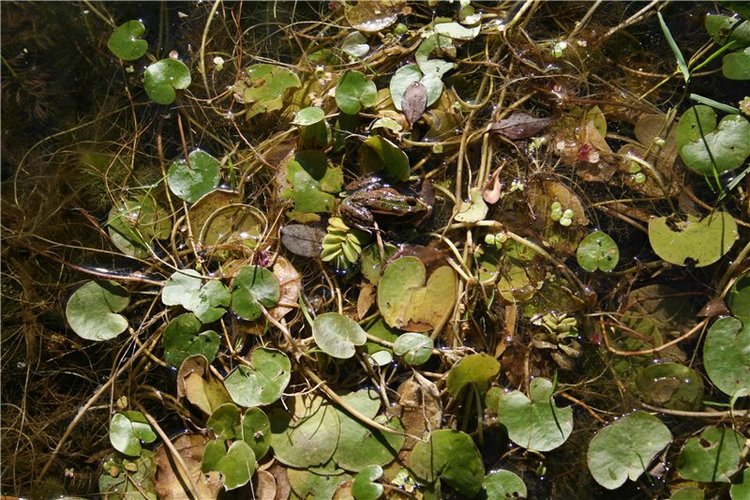 Девчонки Annette Himstedt или Химкомания наступила