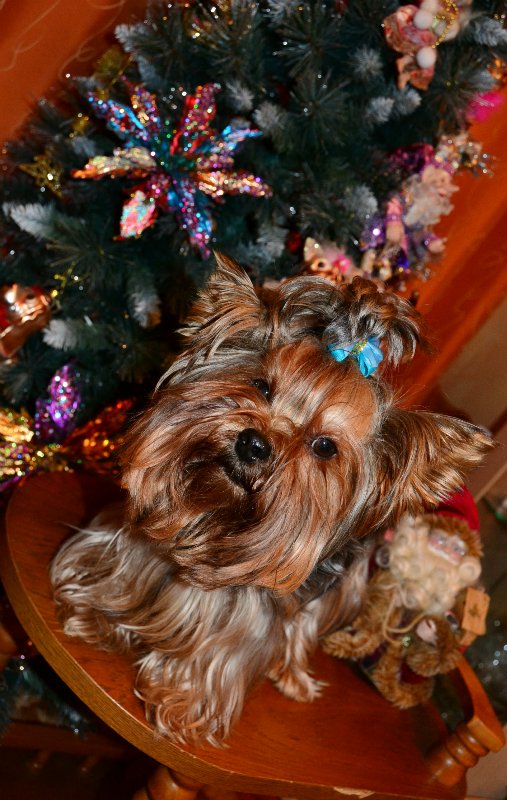 Наша новогодняя елка! Кукольная коллекция