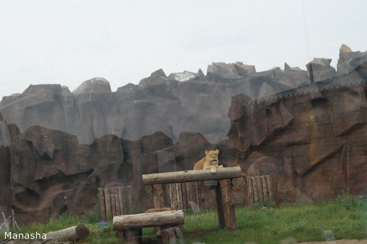 Как Майка в зоопарк ходила. pukiFee Ante Fairyland | Бэйбики Как Майка в зоопарк ходила. pukiFee Ante Fairyland