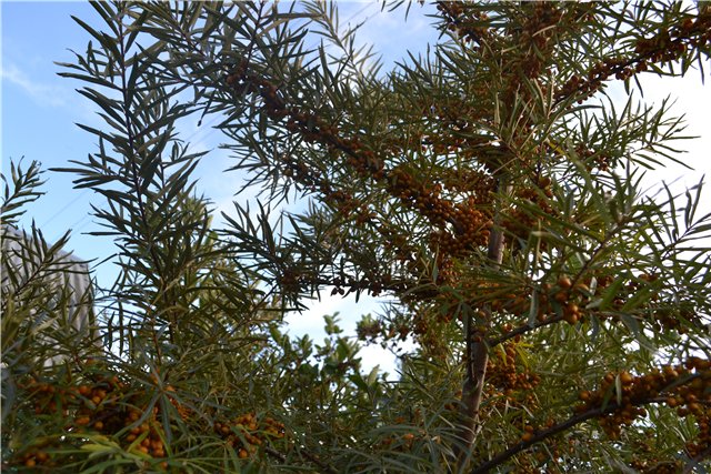 Один день из жизни Евочки на даче. Элин от Iplehouse (фото 5)