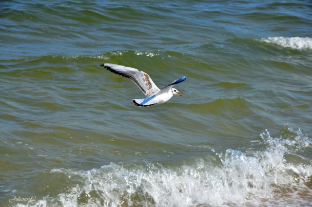 А...МОРЭ...МОРЭ...!!! Littlefee Bisou (Герда) на отдыхе