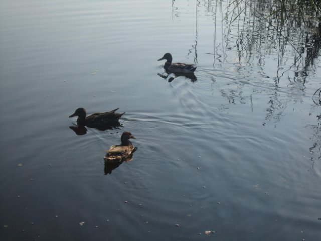 Лерочка и небольшое путешествие по Тверской области