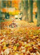 Закрыто. Совместная закупка фонов для фотографирования кукол