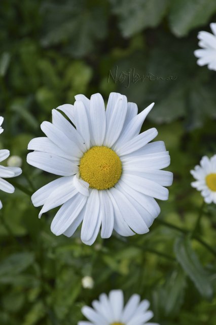 Яркие краски. Вихтели Rosemarie Anna Muller