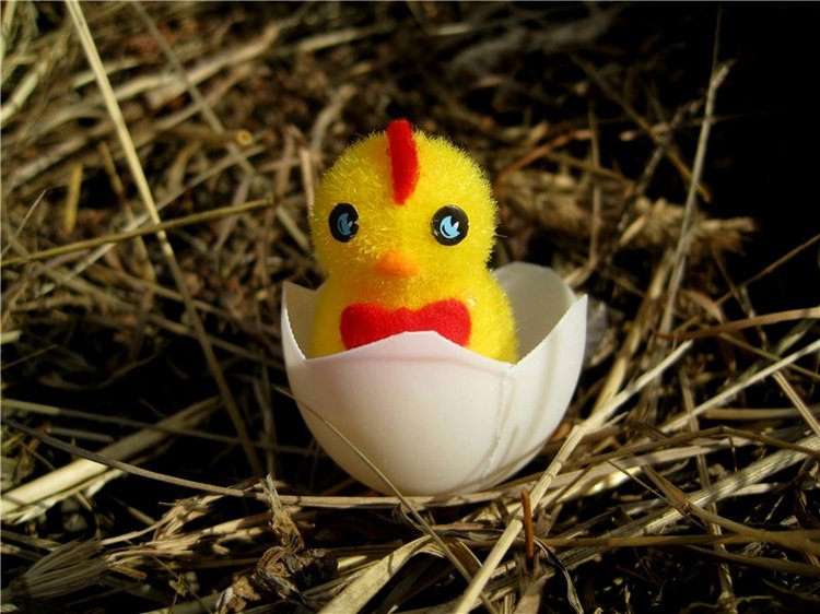 С праздником! Наше жёлторотое пополнение