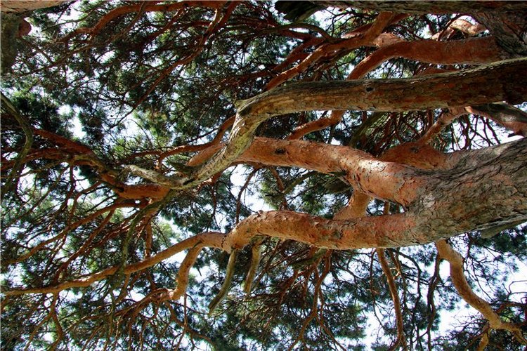 Иваниши. Храм Успения Пресвятой Богородицы