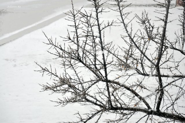 Коты прилетели... первые вестники весны