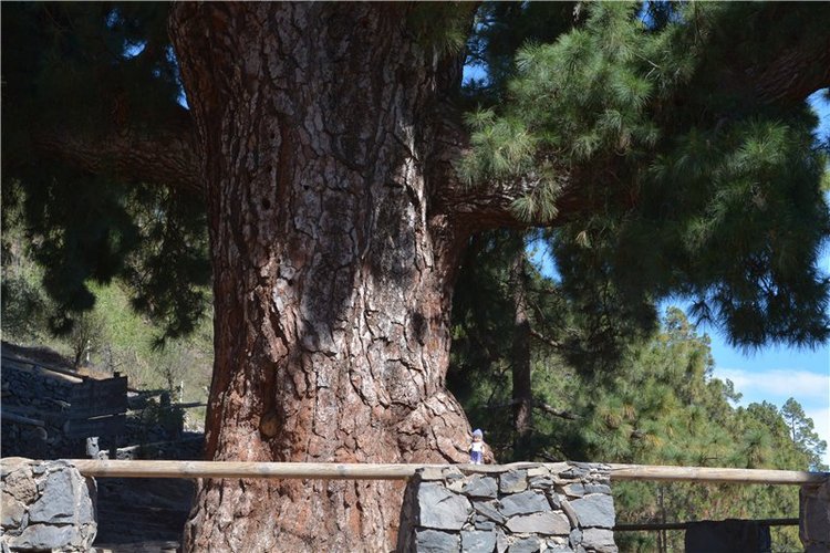 Испания. Тенерифе. Часть 1