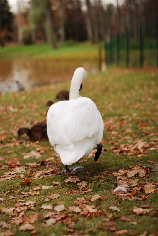Сегодня я турист. Ораниенбаум (фото 8)