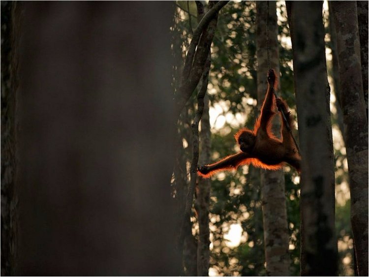 Лучшие фото National Geographic