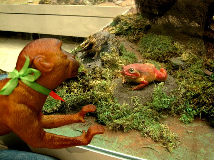 День в музее. Анжела в Государственном Дарвиновском музее