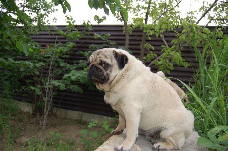 Прогулка по саду Doll zone