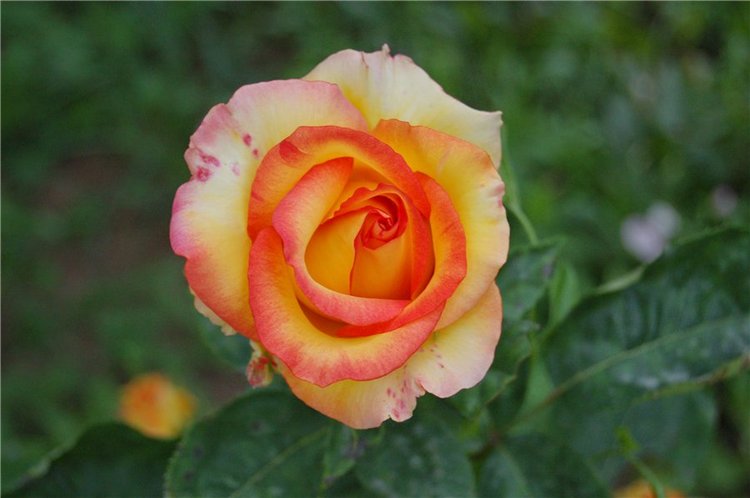 Прогулка по саду Doll zone